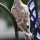 Weekend Birding: Juvenile Mourning Dove