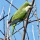 Weekend Birding: Monk Parakeets