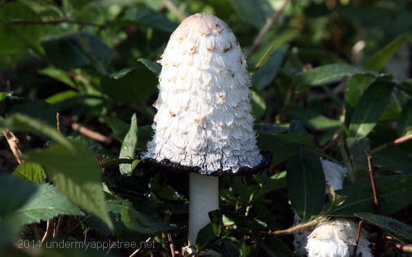 Shaggy Inkcap Mushroom
