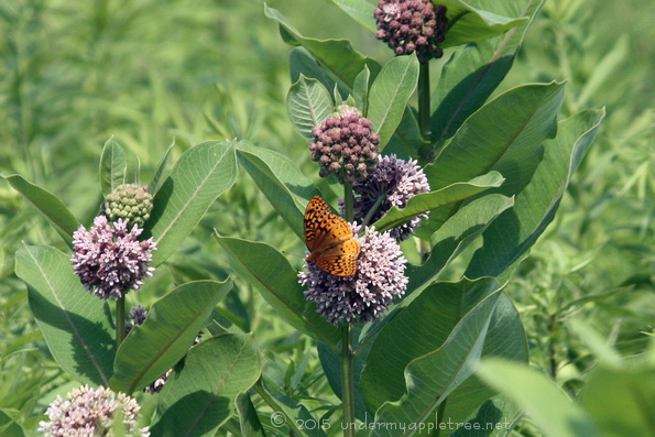 Fritillary Butterfly On Milkweed