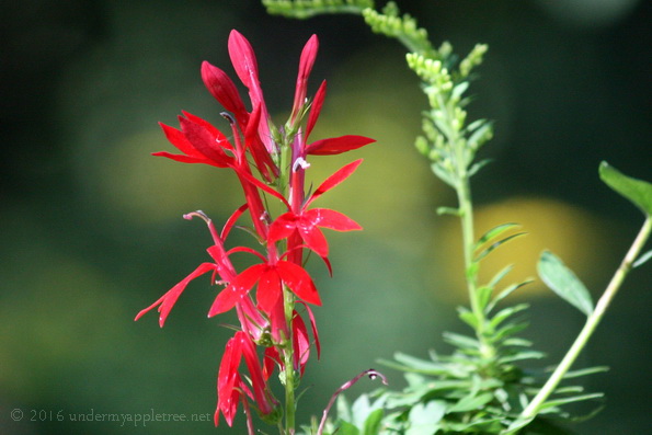 cardinalflower